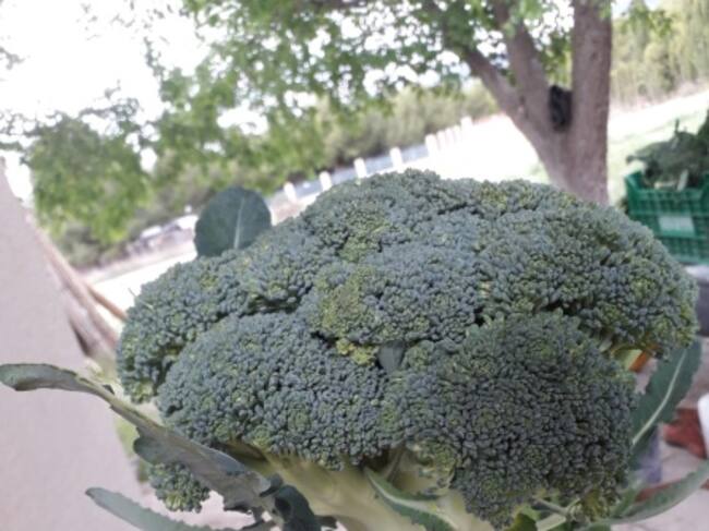 Pieza de brócoli de un kilo