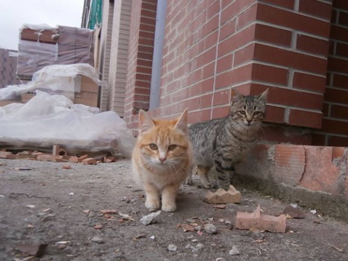 "No hay voluntad política para controlar las colonias de gatos en Santa Cruz"