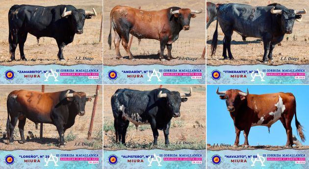 Toros de Miura para la III Corrida Magallánica de Sanlúcar de Barrameda