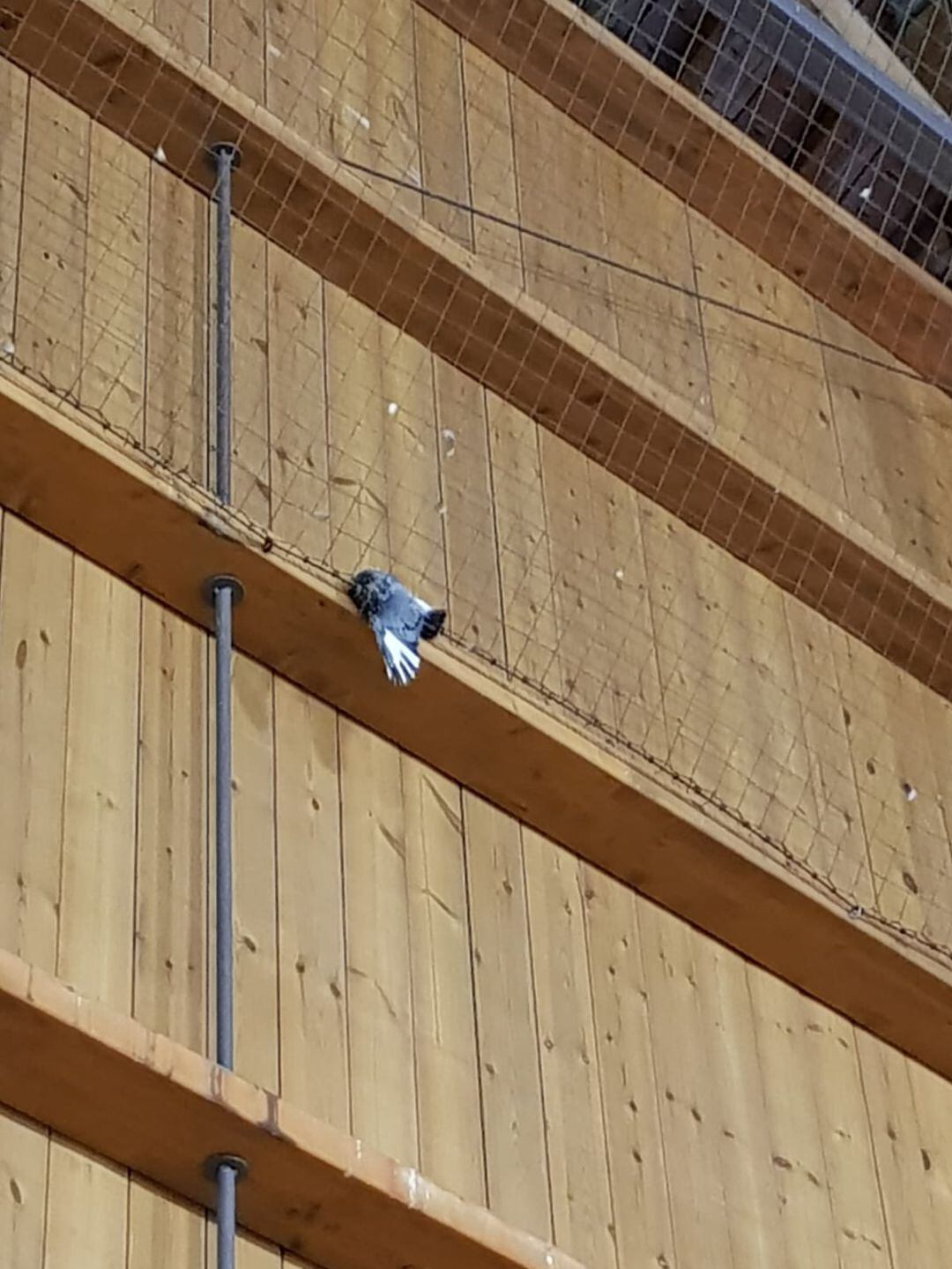 Paloma muerta en el gimnasio Enjoy Samaranch