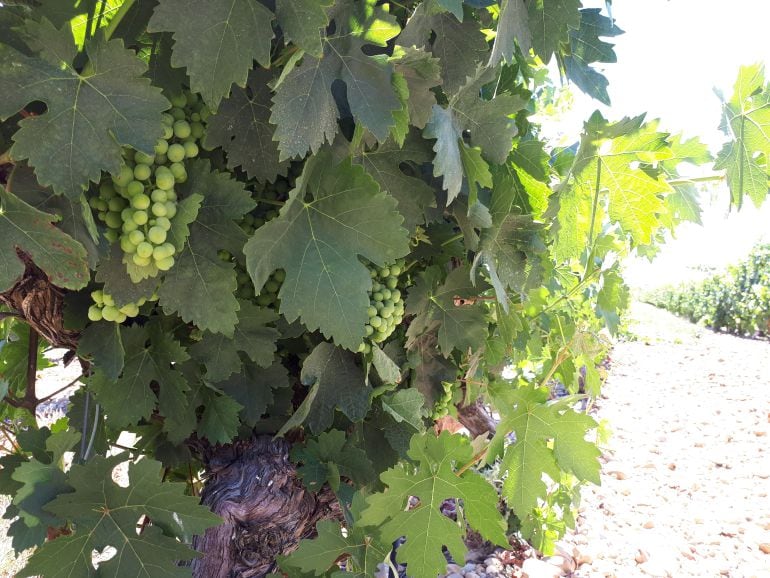 La viña en Ribera se encuentra en el estado fenológico de cierre de racimo, a la espera de que comience el envero