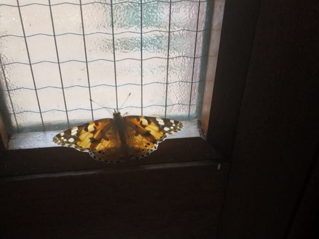 Mariposa de la especia &#039;Vanessa cardui&#039;