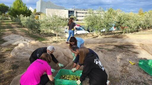 Actividad relacionada con los olivos