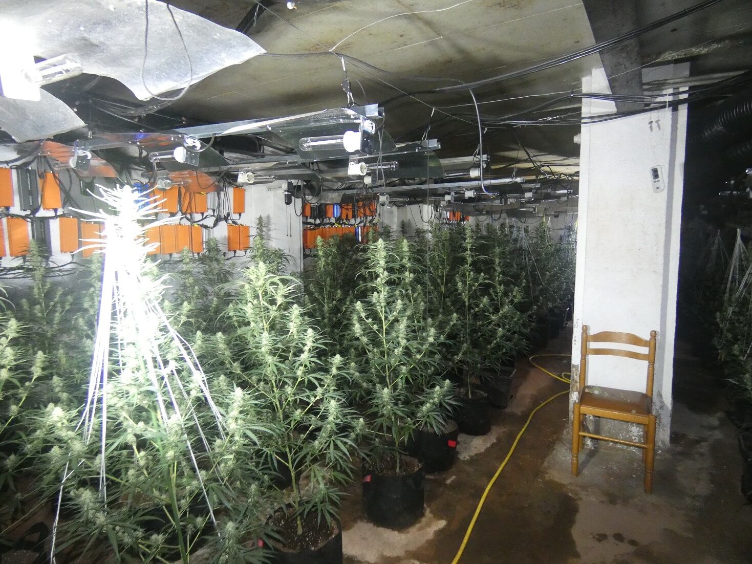 Plantació de marihuana desmantellada a la Ribera d'Urgellet