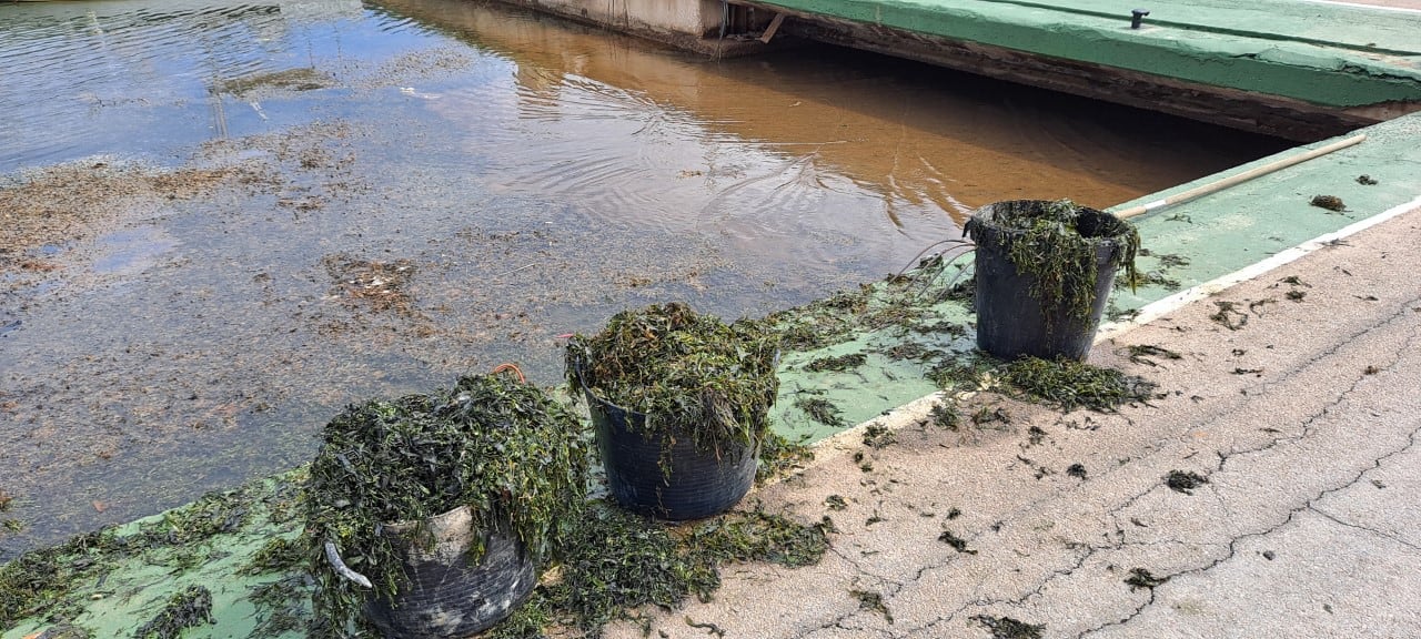 Retirada de algas en el Mar Menor