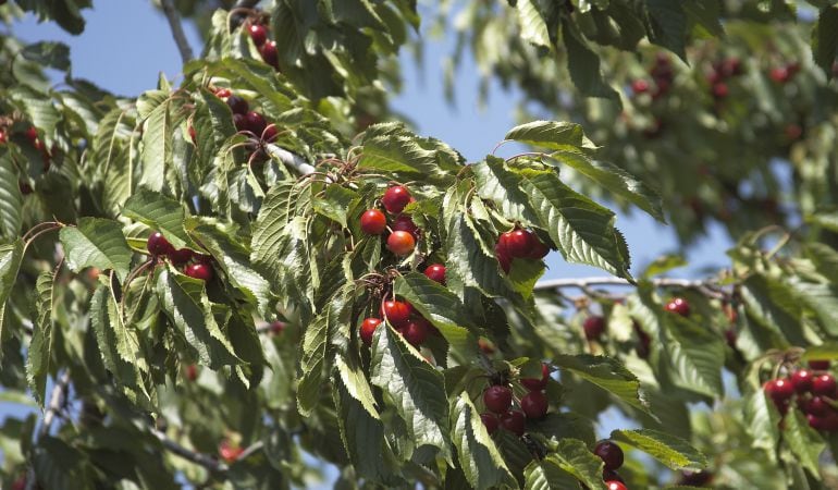 Cerezas picotas en el árbol