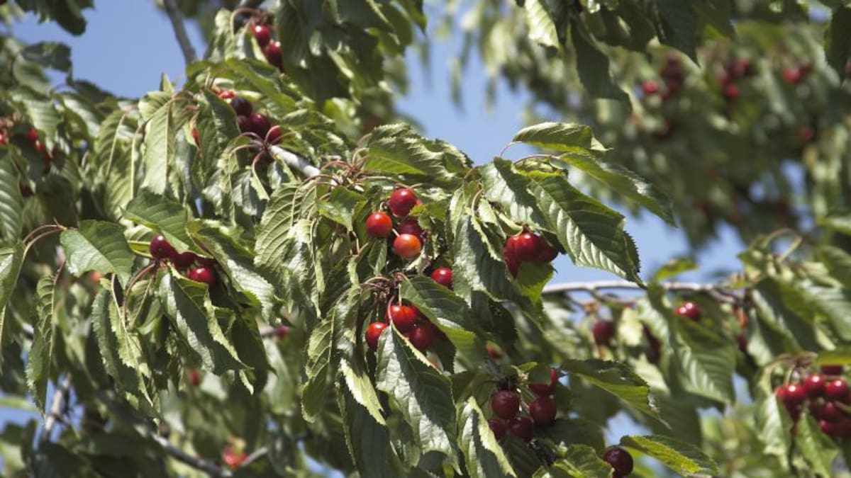 Entrevista a José Antonio Tierno, presidente de la Agrupación de Cooperativas del Valle del Jerte.