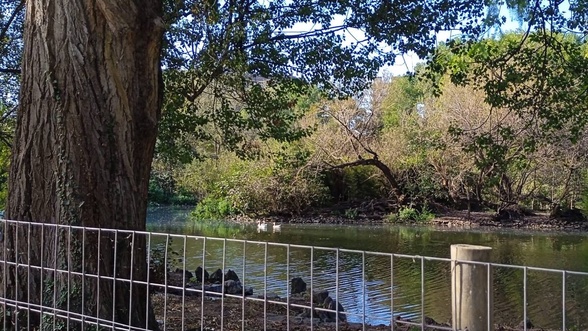 La obra en los estanques del Parque Isabel la Católica a punto de concluir.