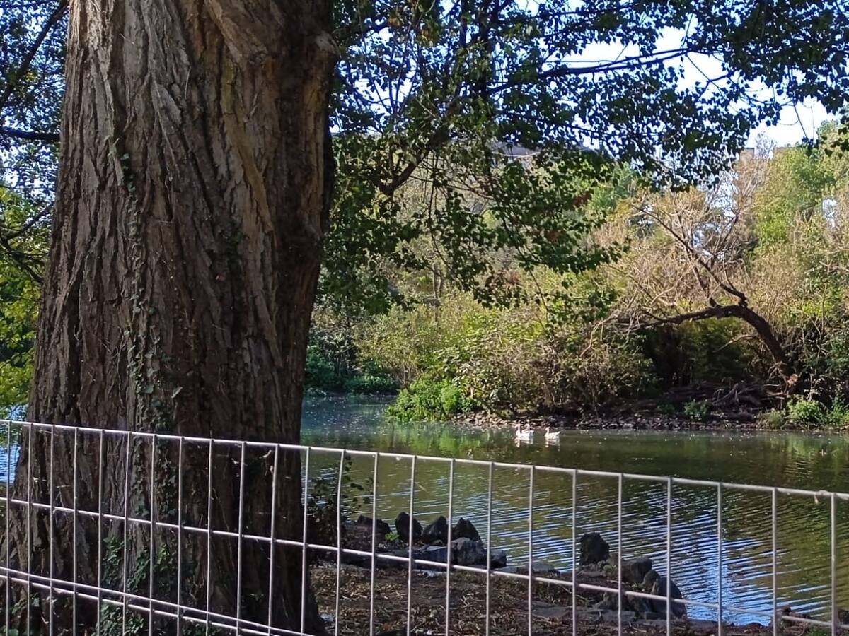 La obra en los estanques del Parque Isabel la Católica a punto de concluir.