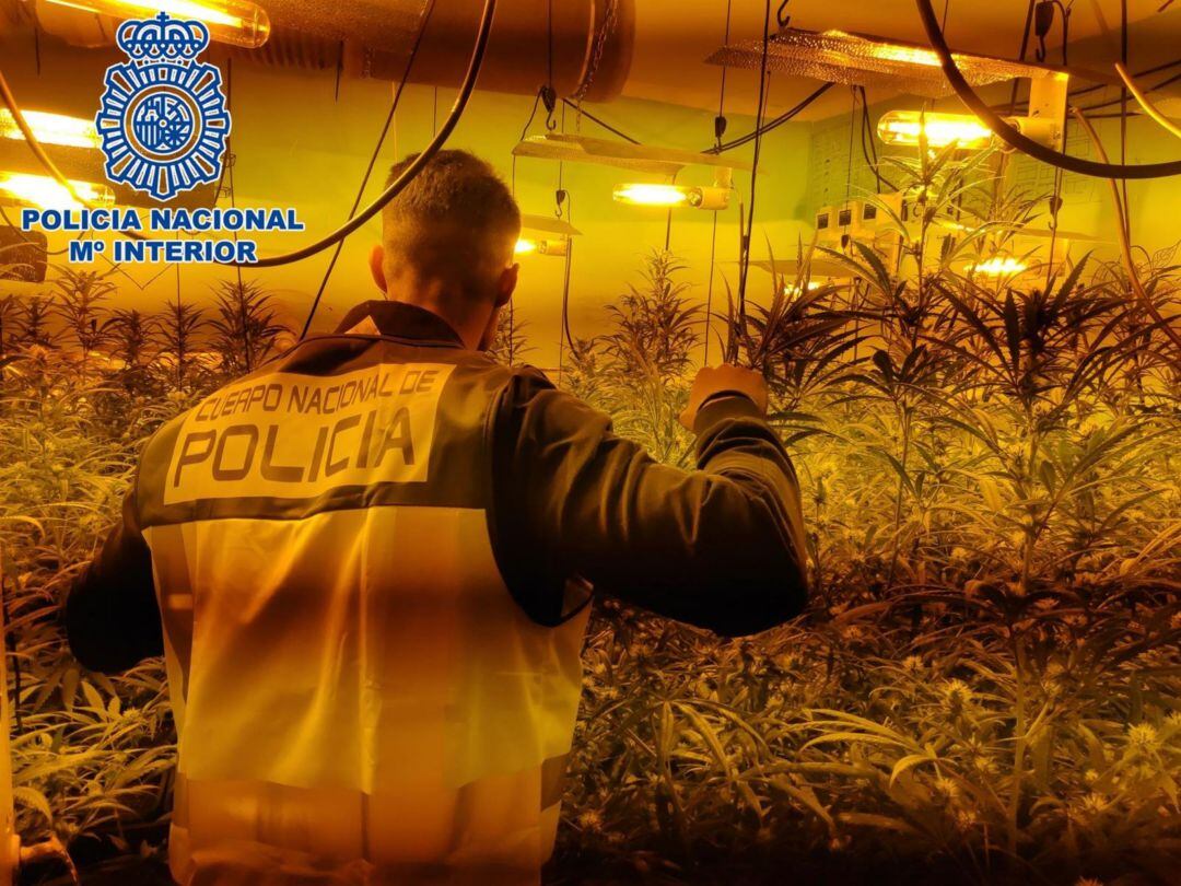 Desmantala una plantación de marihuana en Jerez