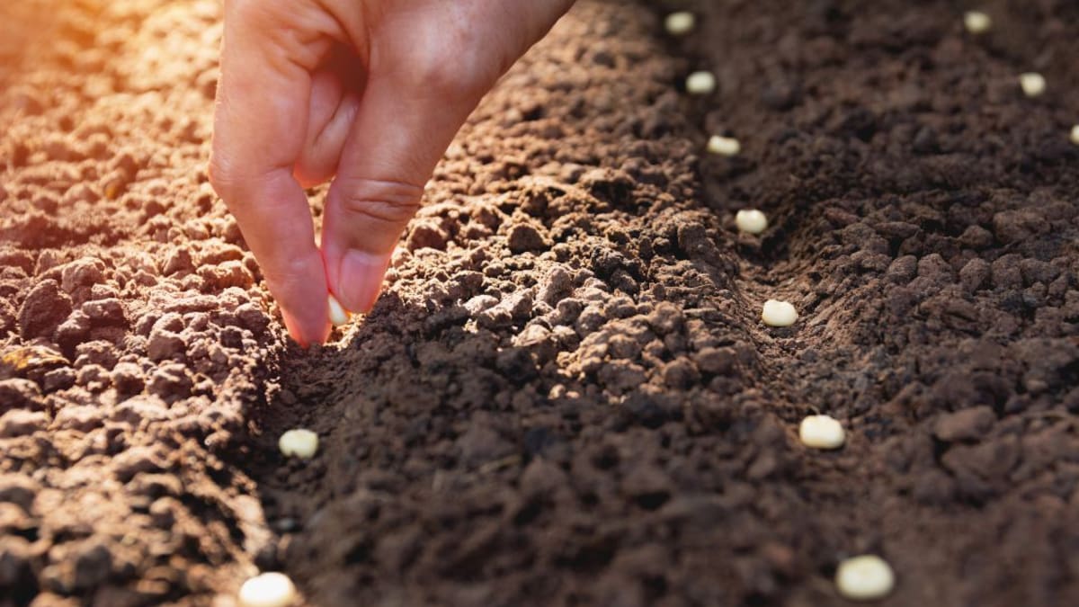 Guardianes de semillas