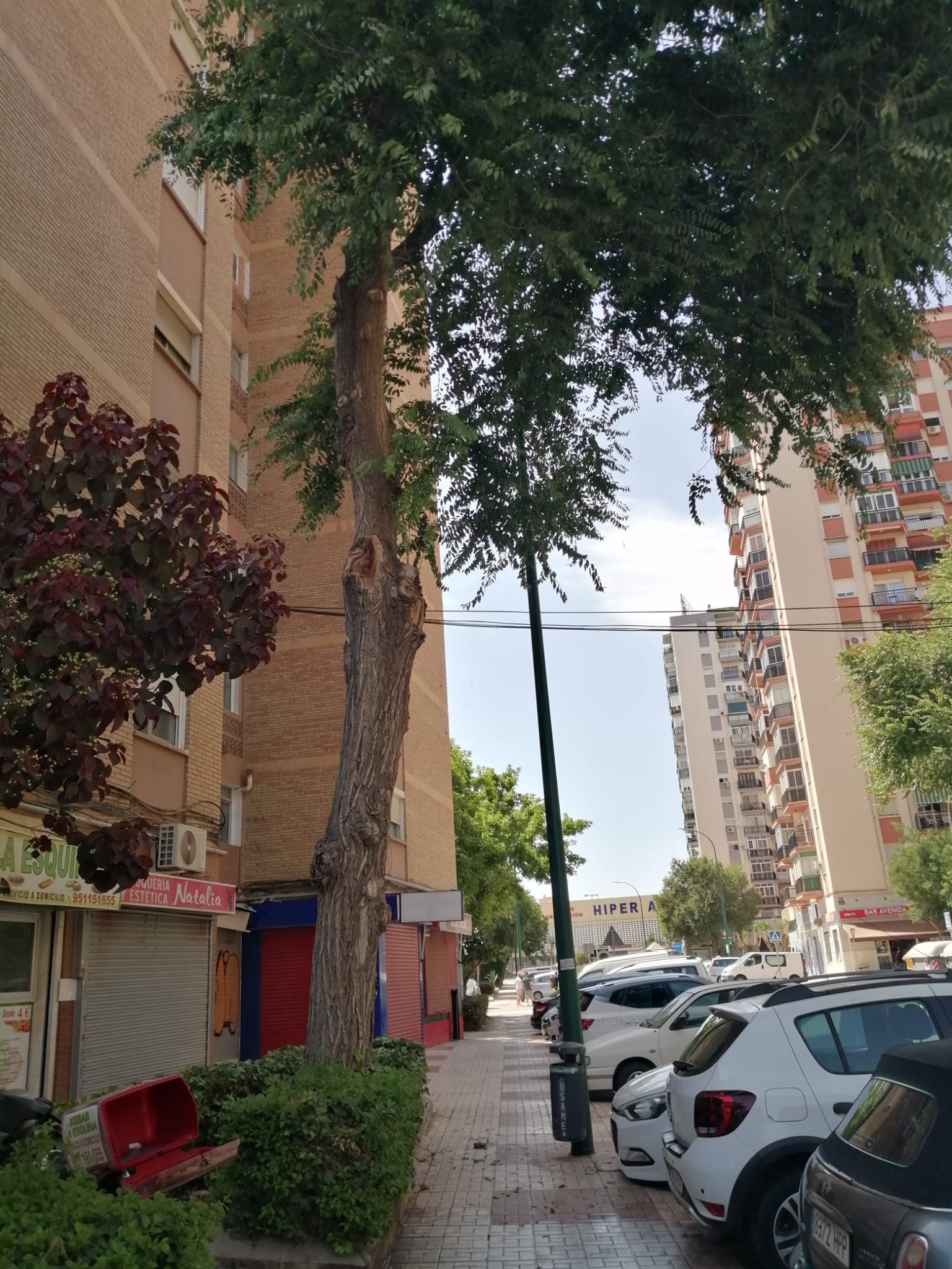 Otros árboles del barrio están en la misma situación de riesgo de caer