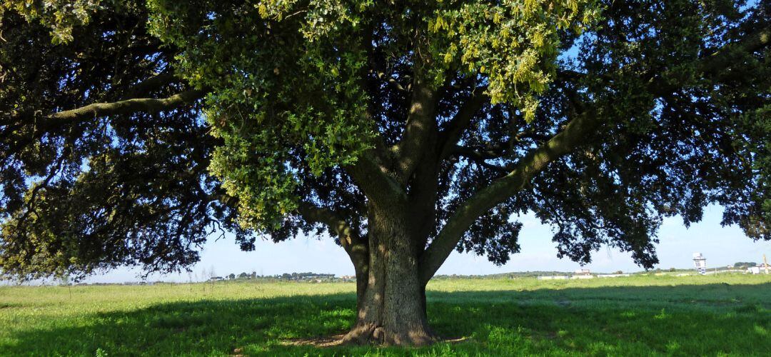 Contarán con algunas herramientas para facilitar la recogida de basura, como bolsas y guantes de protección