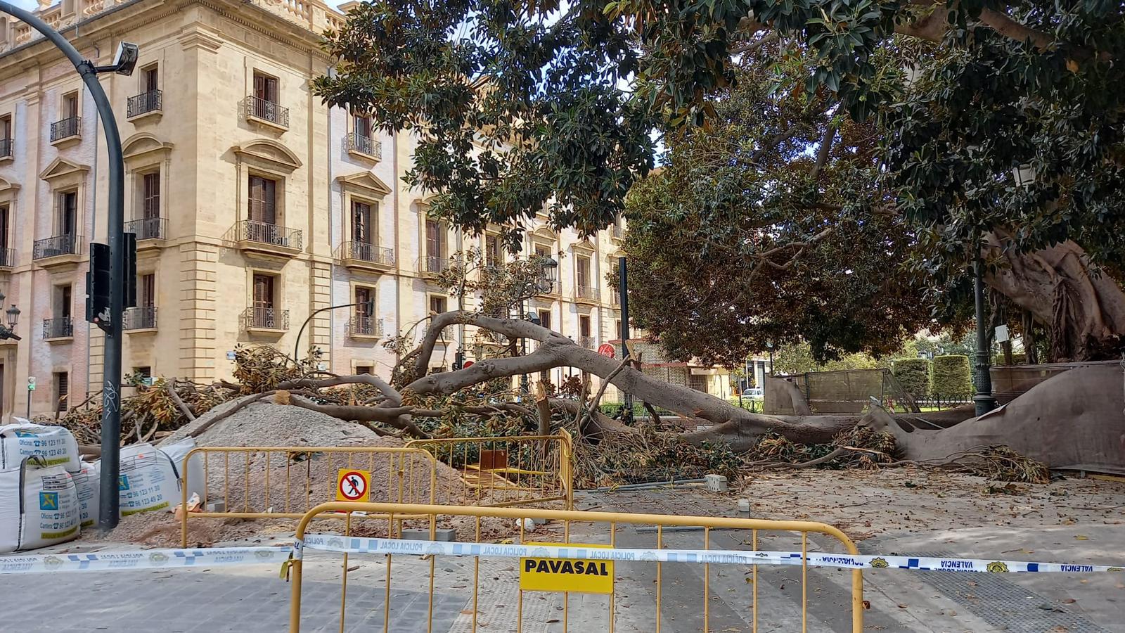 Cae un ficus del Parterre de València