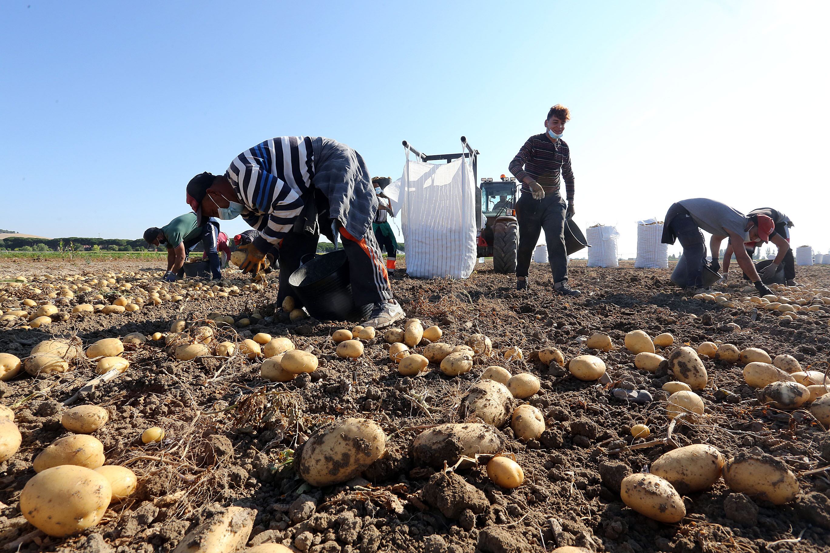 Recolección de patatas en Castilla y León