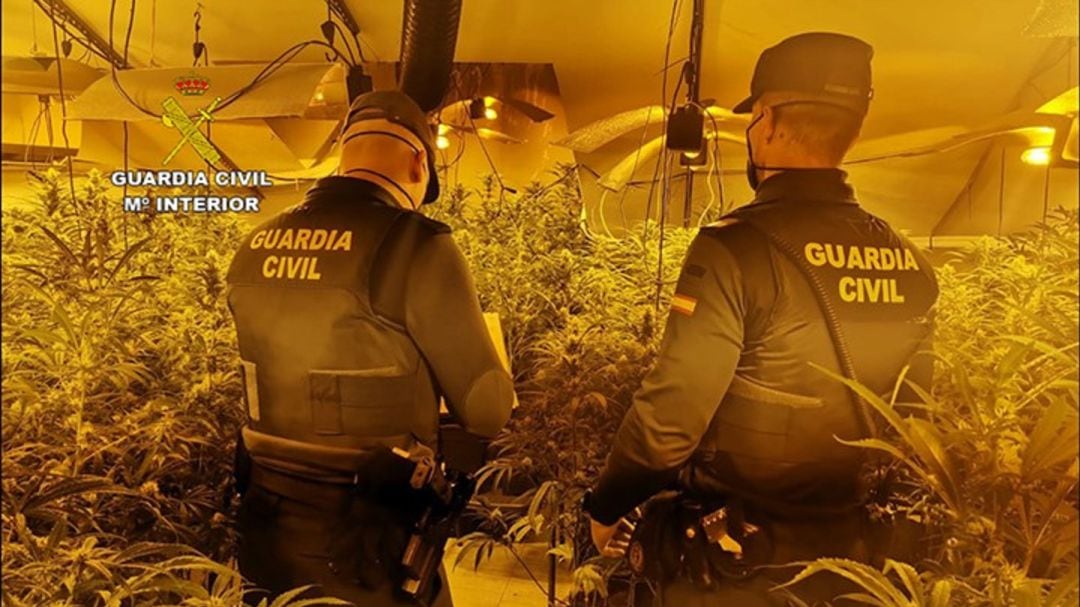  Se intervinieron 512 plantas de cannabis sativa, cuyo valor en el mercado podría alcanzar los 30.000 euros