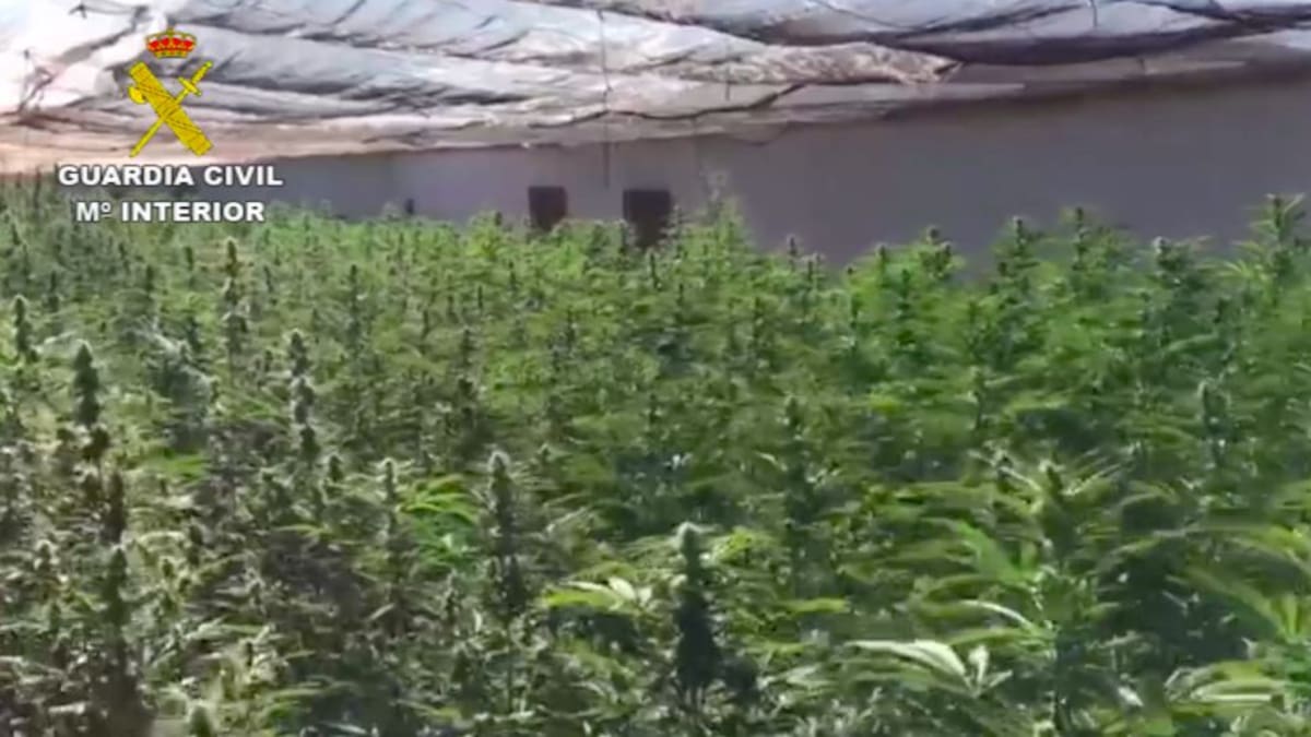 La Guardia Civil detiene a ocho personas en la mayor plantación de marihuana desmantelada nunca en Jaén
