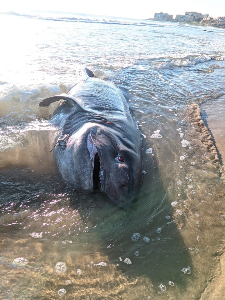 Ejemplar de Hexanchus griseus hallado en una playa de Torrevieja