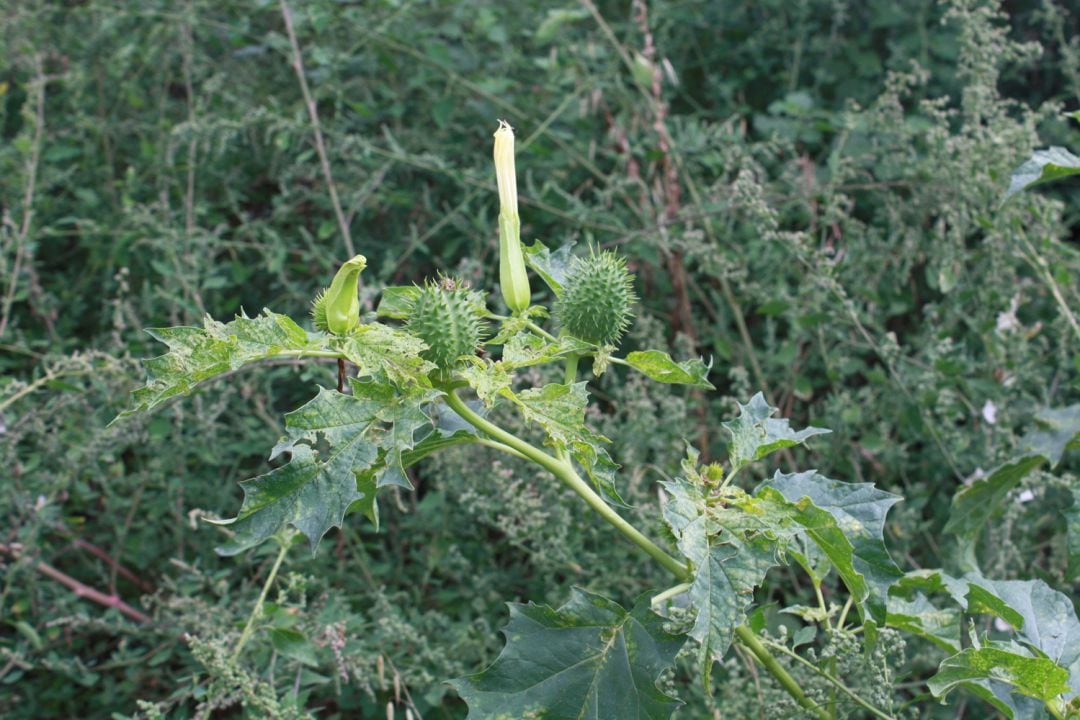 Datura stramonium (estramonio) en flor y con fruto