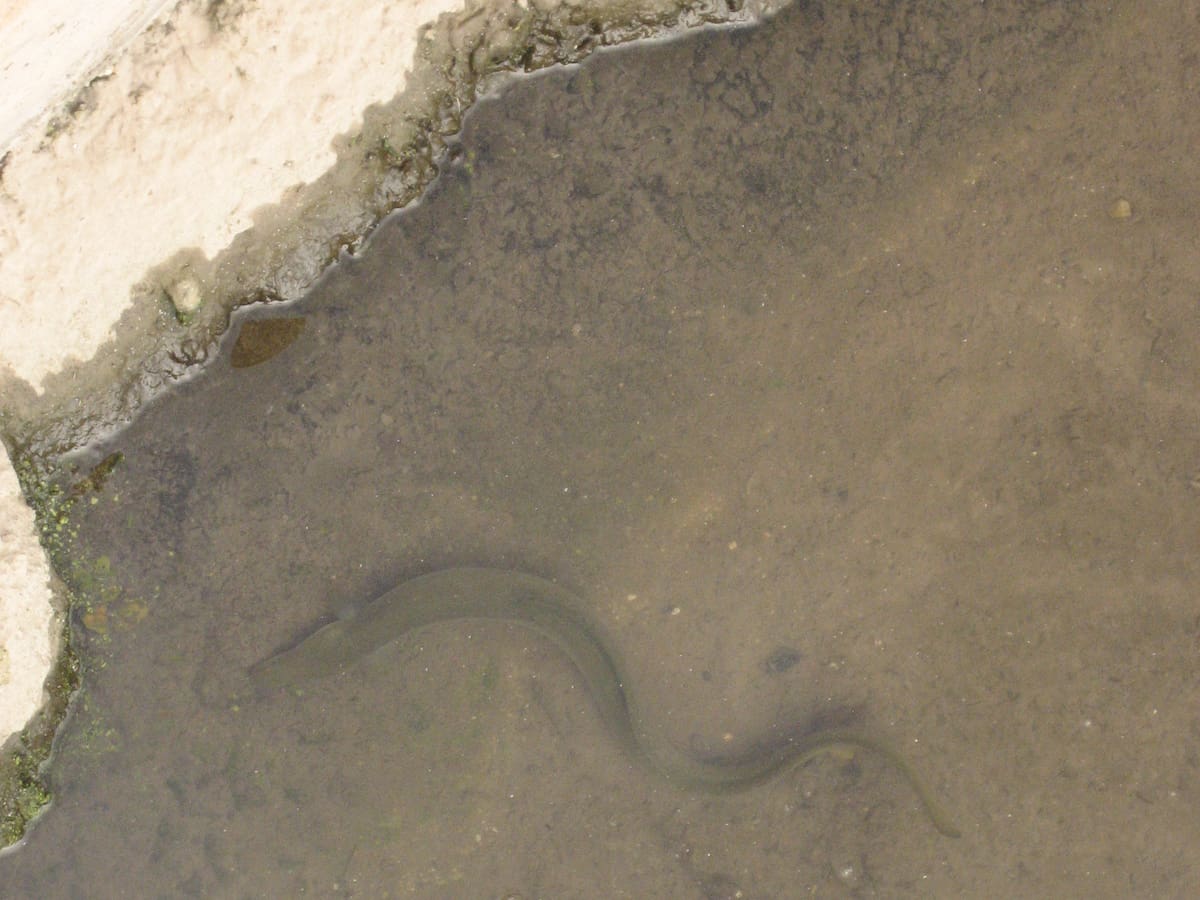 La Región de Murcia votará en contra de declarar ‘en peligro de extinción’ a la anguila europea y reclama más estudios