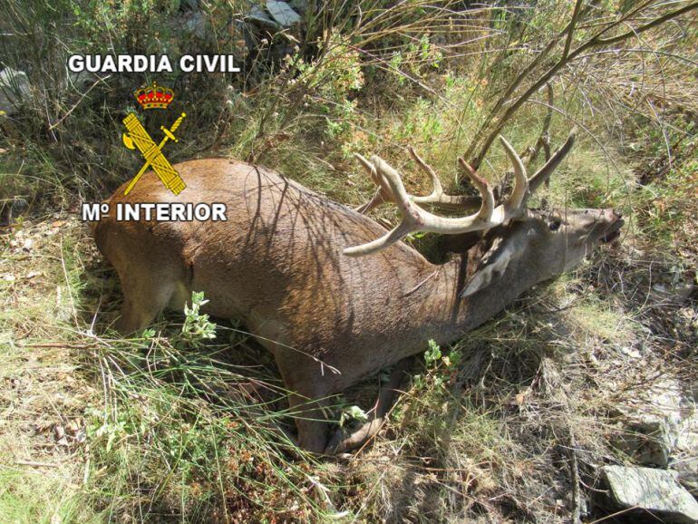 Investigados tres vecinos de Los Villares como presuntos autores de un delito contra la protección de la flora y la fauna