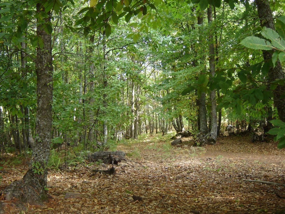 Bizkaia concede 3,9 millones de ayudas al sector forestal.