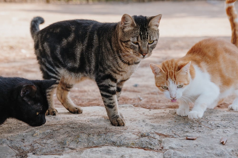 Las clínicas veterinarias colmenareñas se unen para ofrecer en diciembre información sobre el cuidado de los felinos y una rebaja de los precios de chipeado y esterilización