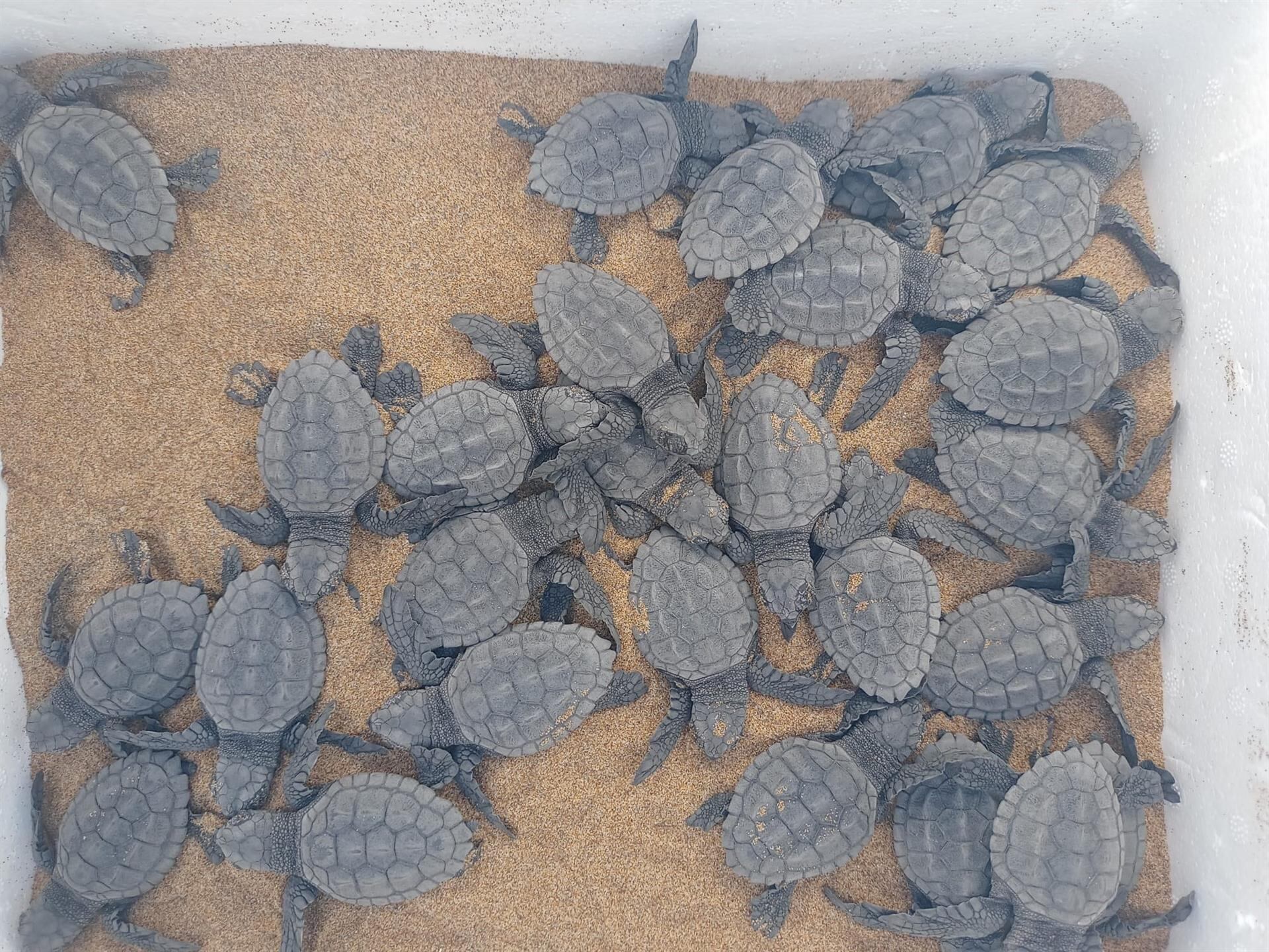 Calblanque, cuna de esperanza para la tortuga boba: nacen 40 crías en una noche mágica