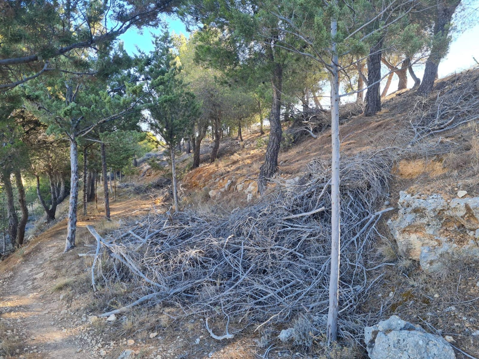 Estado de abandono del monte El chivo de Palencia