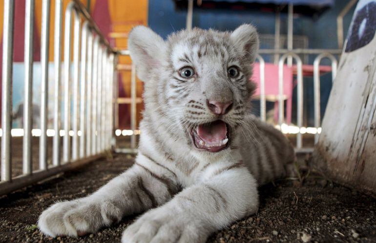 A white bengal tiger cub