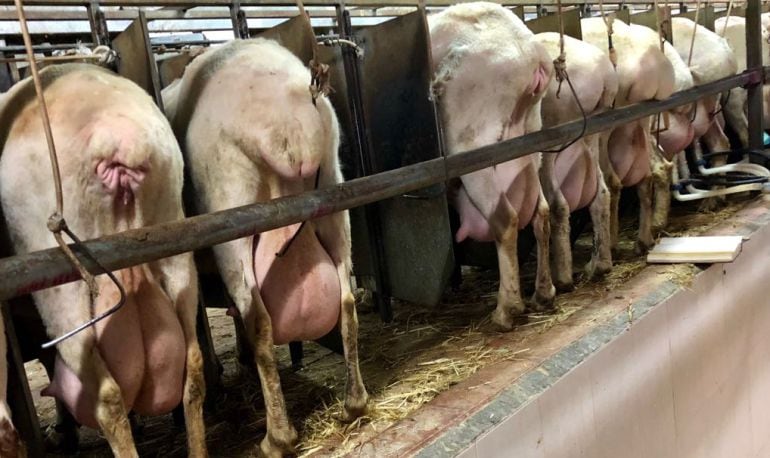 La selección genética ha dado rentabilidad a las ovejas de un ganadero de Cuenca.