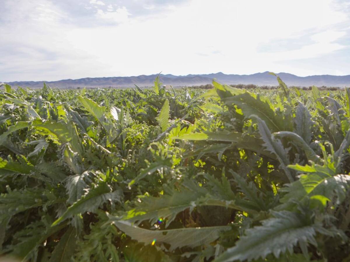 Tranquilidad en el regadío lorquino