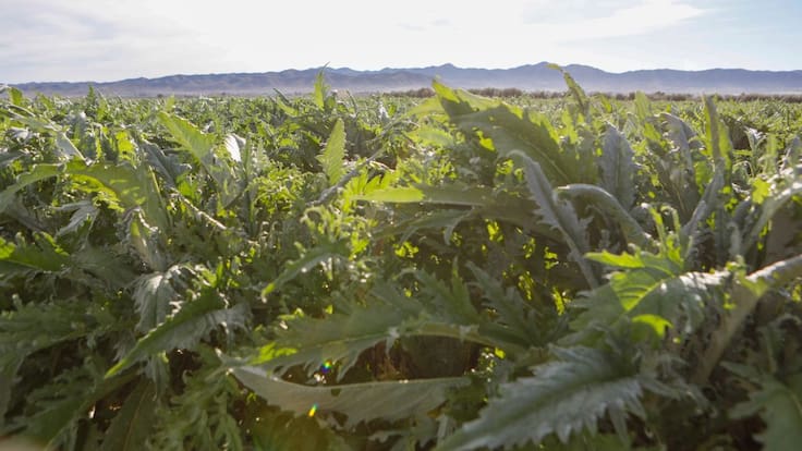 Juan Marín, presidente de la Comunidad de Regantes de Lorca.