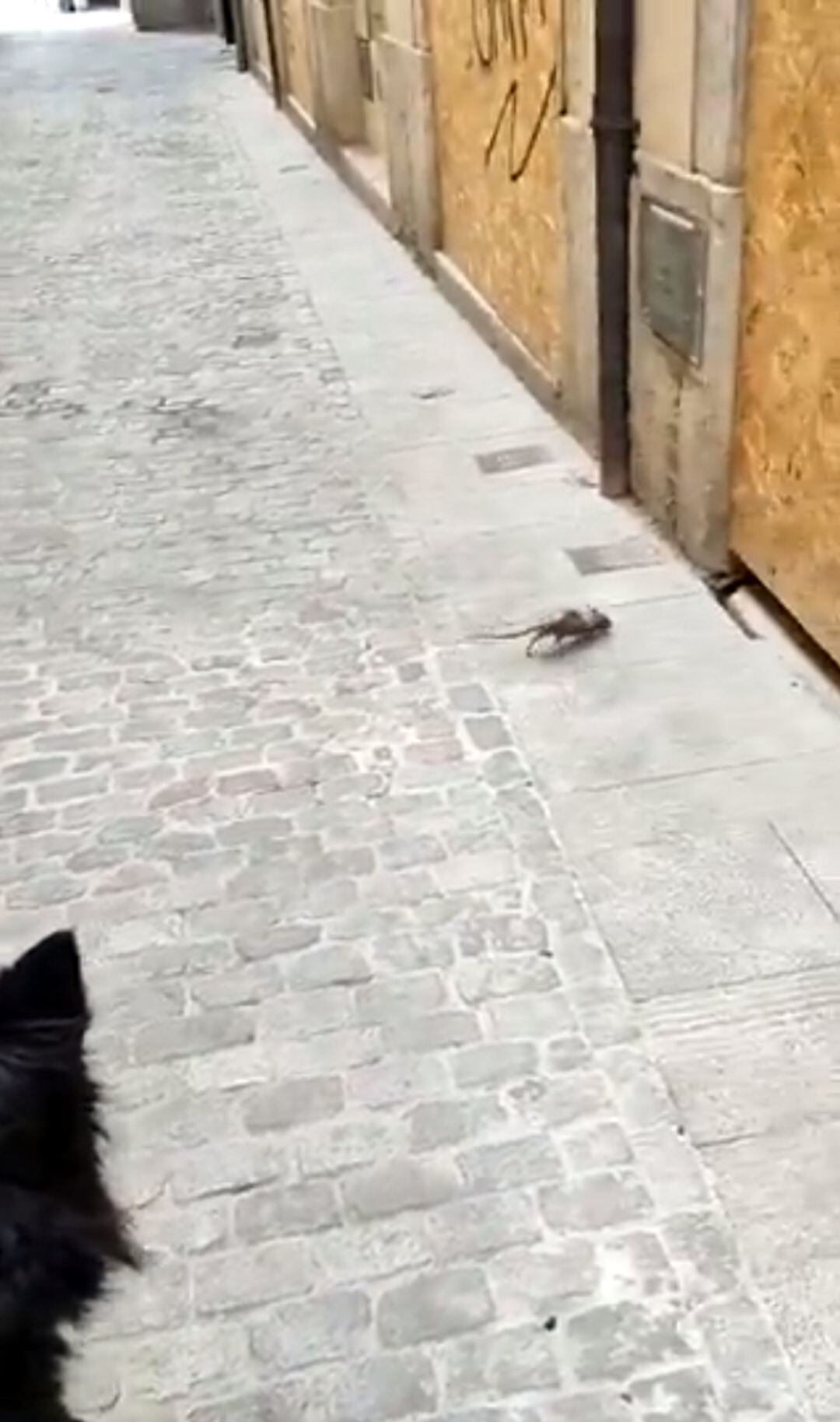 Vídeo al carrer Ferreries Velles