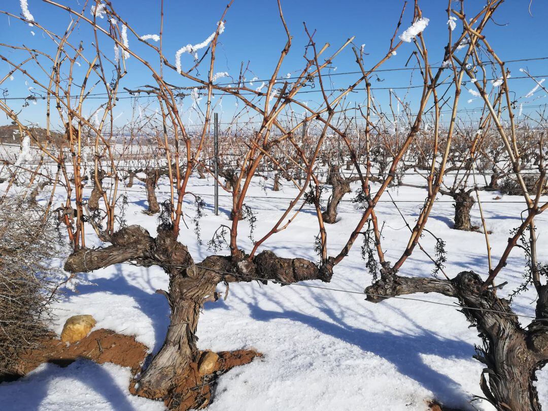 Viñedos de Ribera del Duero 