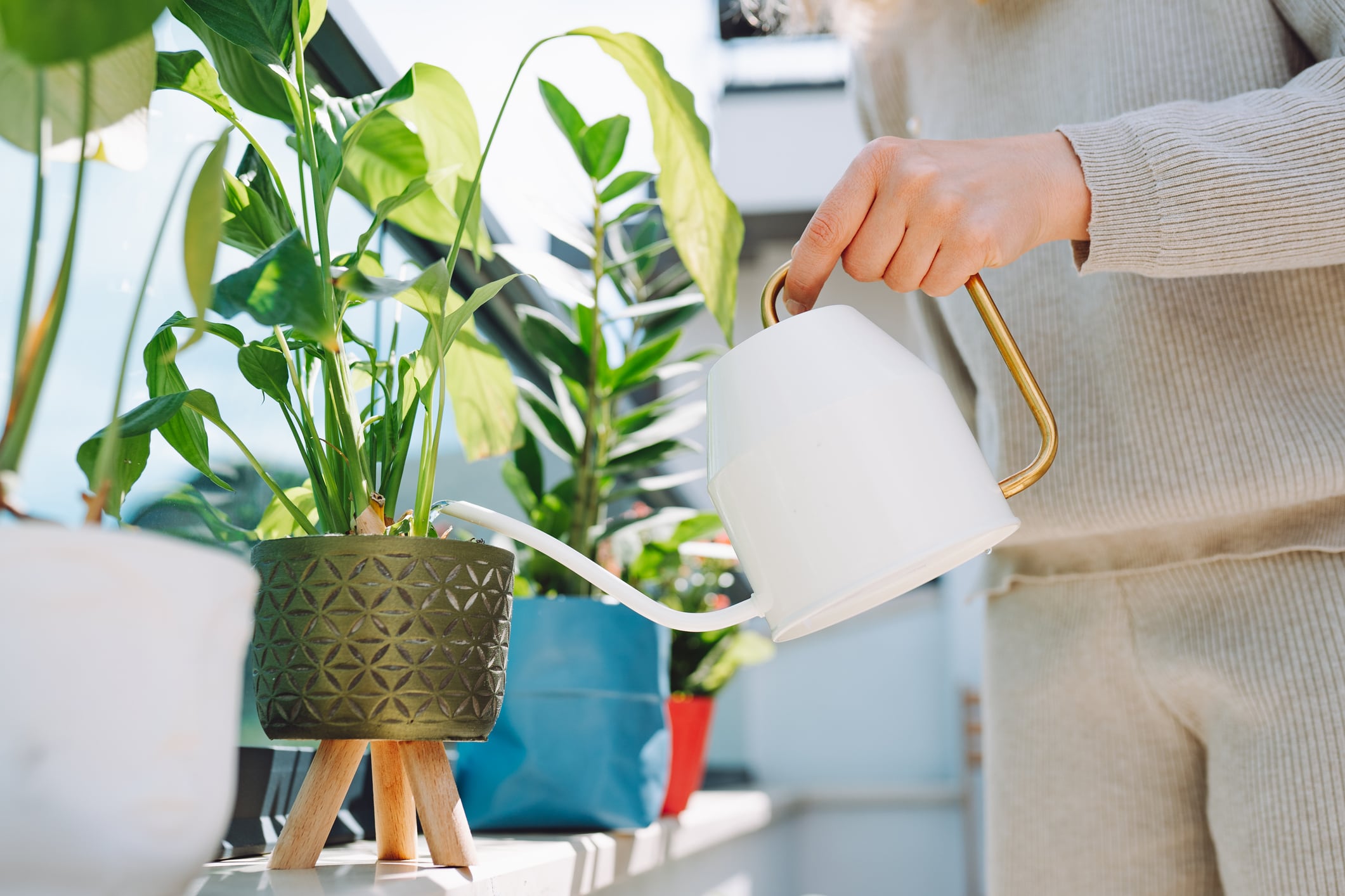 Persona regando las plantas