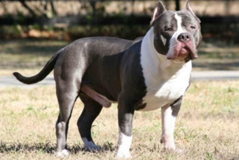 Perro de la raza Staffordshire, considerada potencialmente peligrosa.