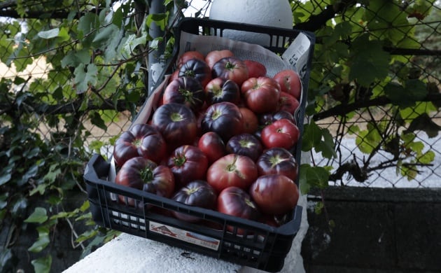 Tomates recolectados en el huerto de José