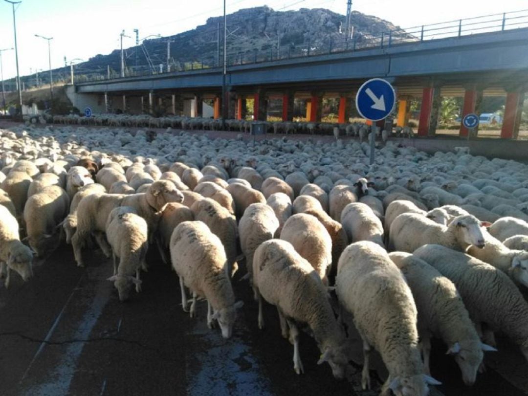 El rebaño cruza un paso de cebra junto a las vías del AVE en Puertollano 