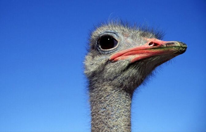 Paseantes, cazadores y conservacionistas aseguran haberlo visto, pero aún no han dado con él