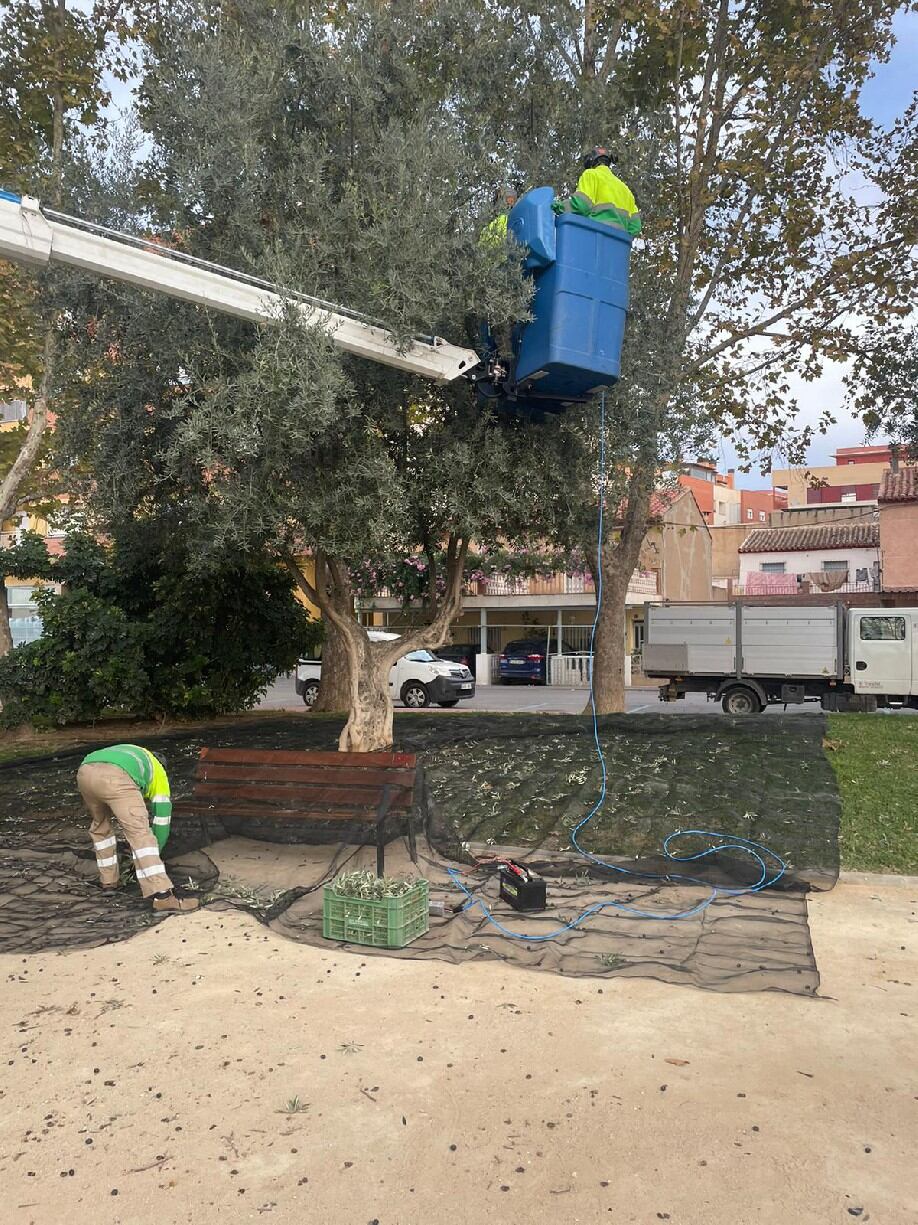 Recogida solidaria de oliva en Lorca.