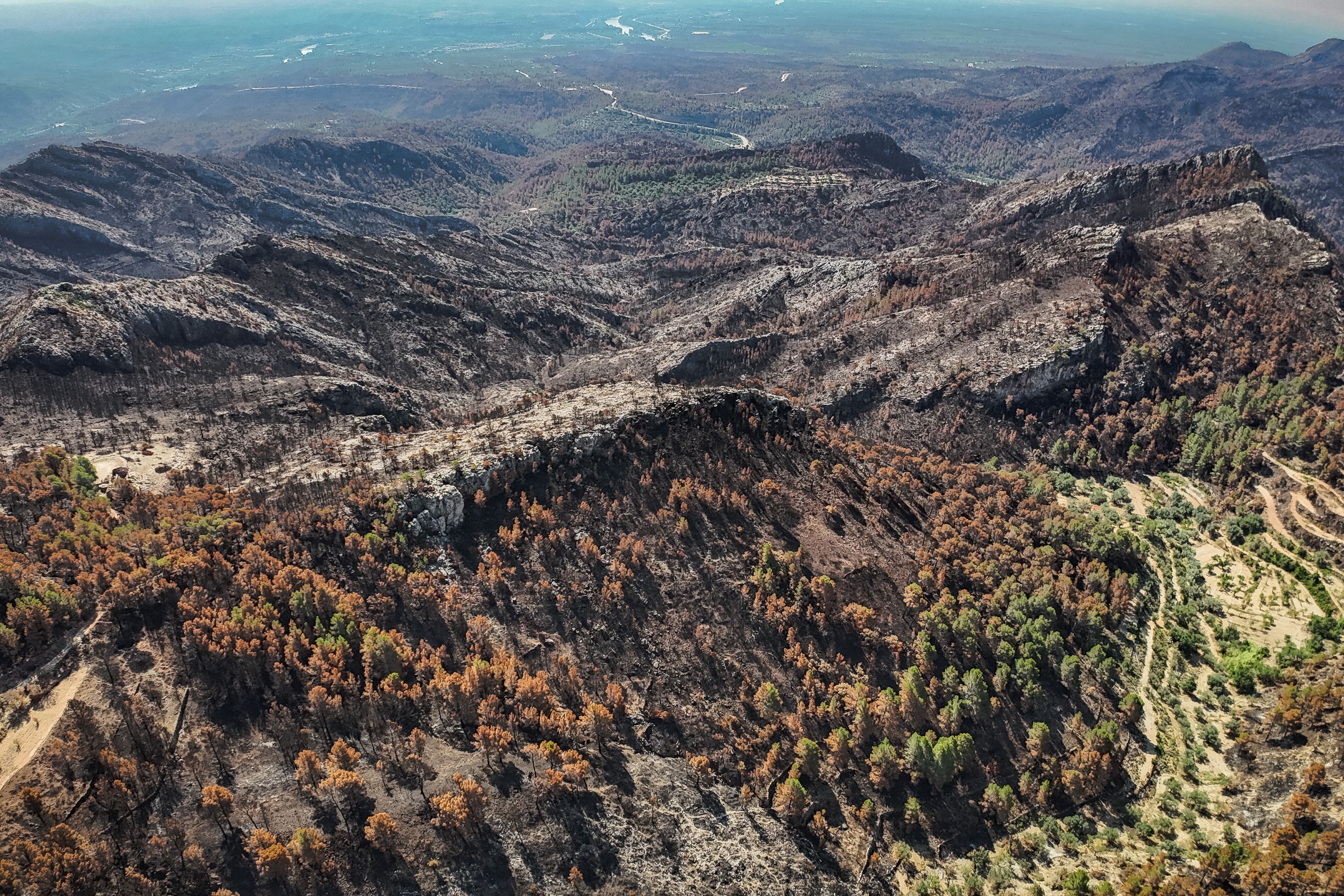 Boscos cremats a l&#039;incendi de Paüls