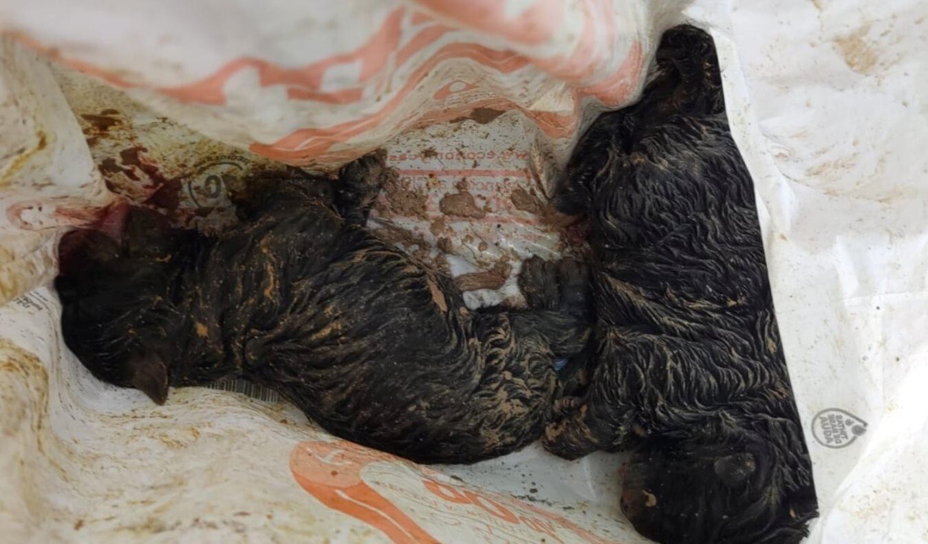 Dos de los cachorros aparecidos en un contenedor (Imagen: SPAX)