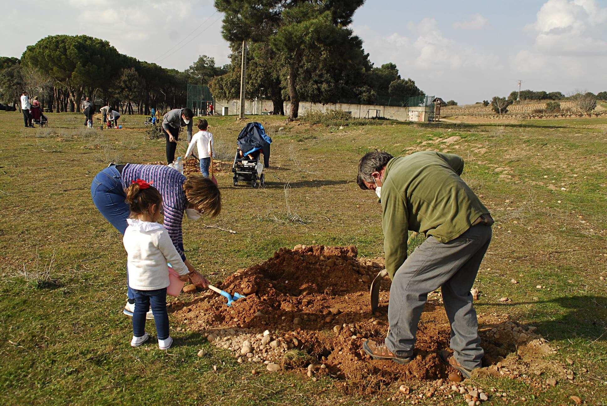 Imagen de archivo de una replantación popular de árboles en Nava de Roa