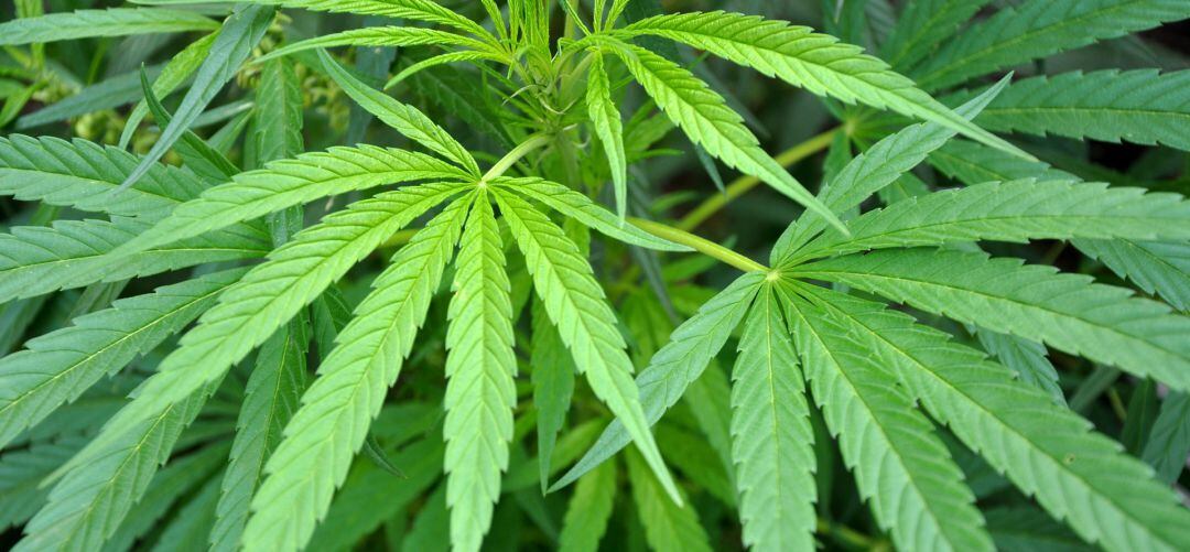 Planta de marihuana