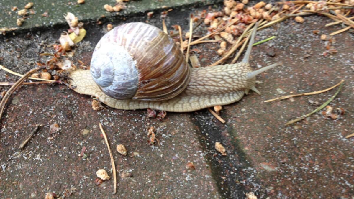 Jesús Ruiz Cobo, Cantabria paraíso de los caracoles