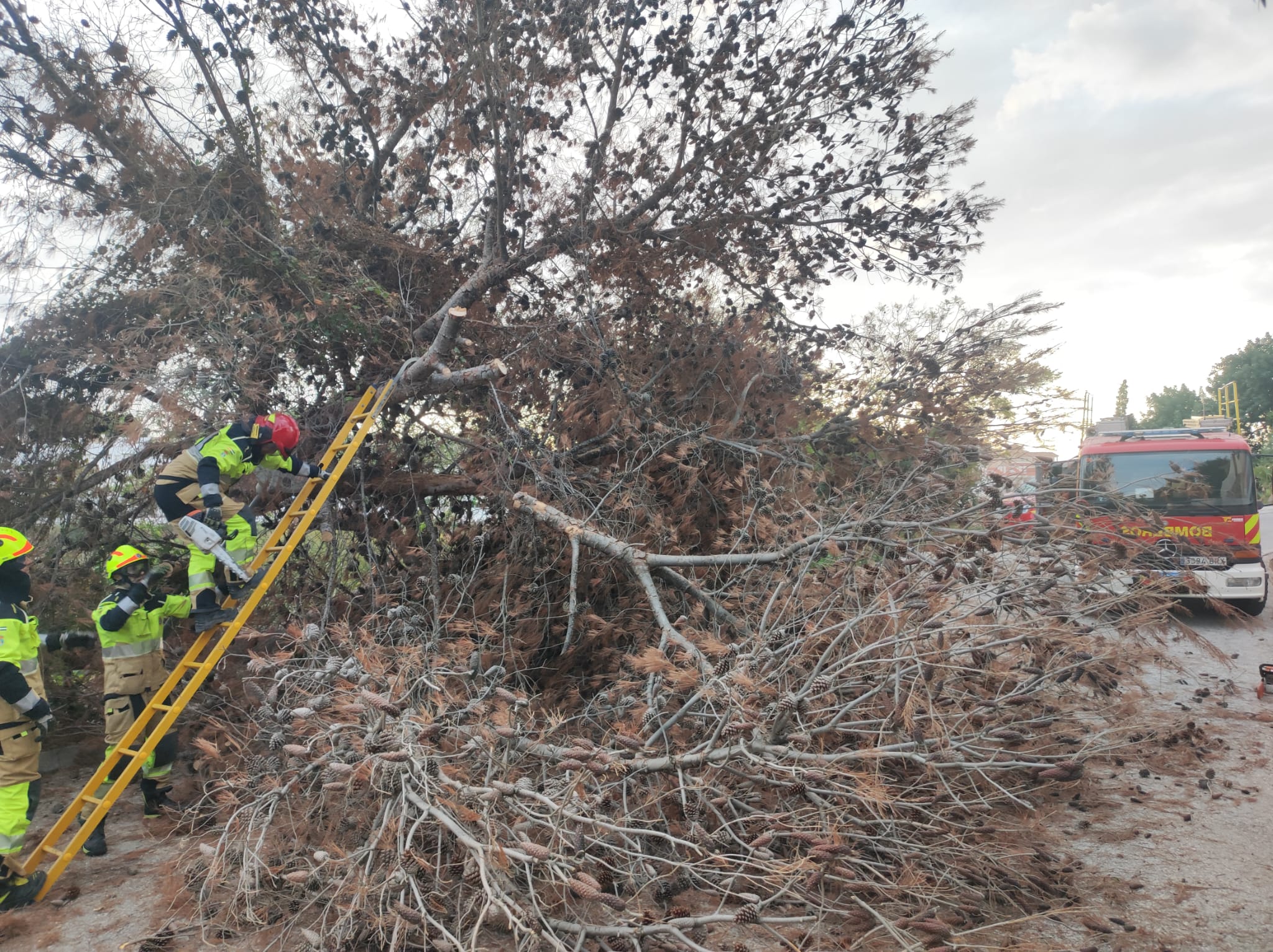 Árbol caído en Benalmádena en la madrugada del viernes