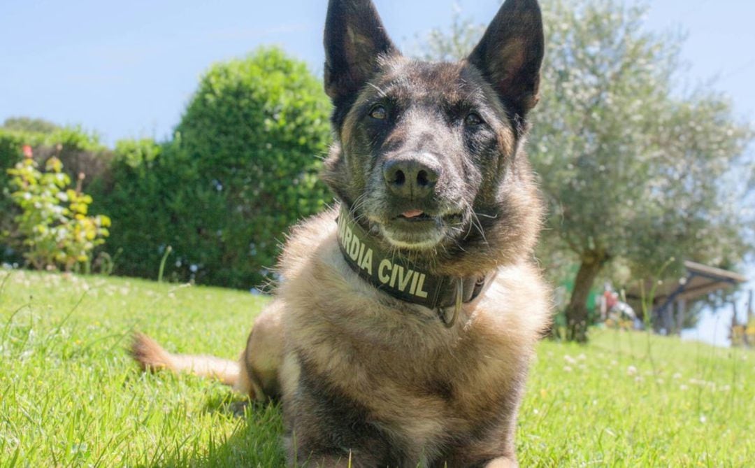 &#039;Elton&#039;, el perro Guardia Civil