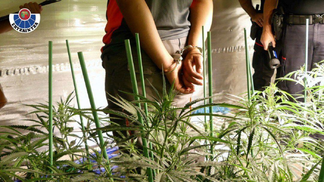 La Ertzaintza ha desmantelado en un pabellón de la localidad vizcaína de Lemoa una plantación con 1.350 plantas de marihuana en distintas fases de crecimiento.