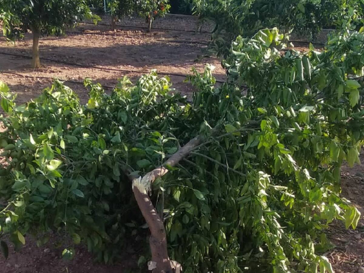 Temporal de viento: Según AVA las perdidas son millonarias, según la Unió no es para tanto